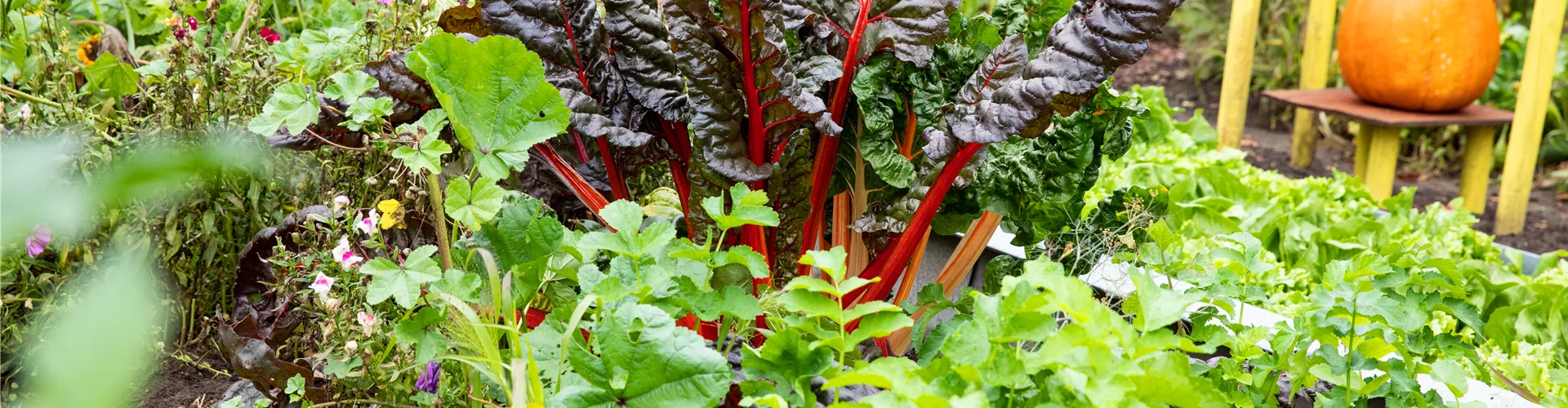 Gemüsepflanzen und Hochbeet für Ihre Ernte in der Eifel