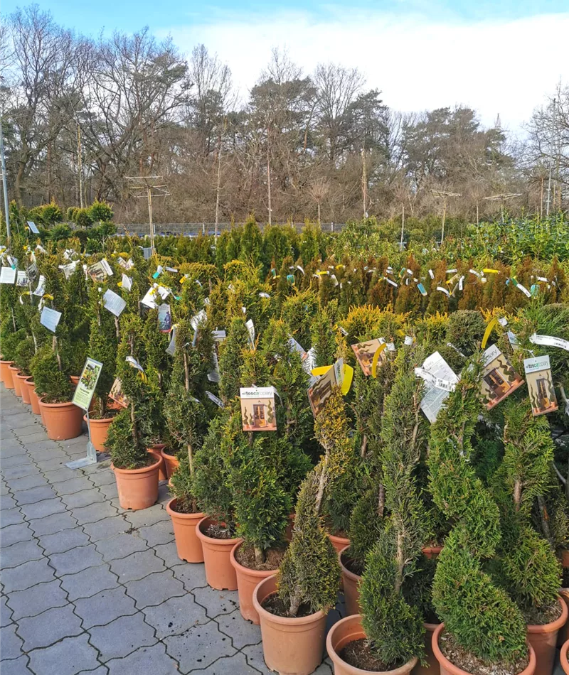 Große Baumschulen in der Eifel
