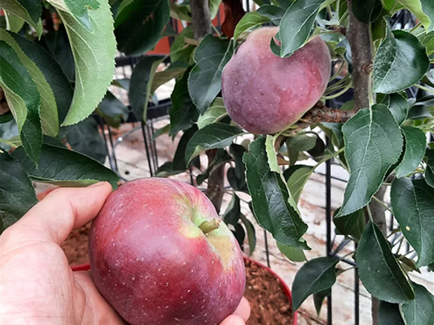 Obstgeholze-Obststraeucher-Beerenstraeucher-Eifel-Schaar.jpg