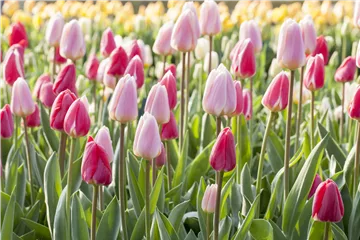 Blumenzwiebeln Blumenzwiebeln