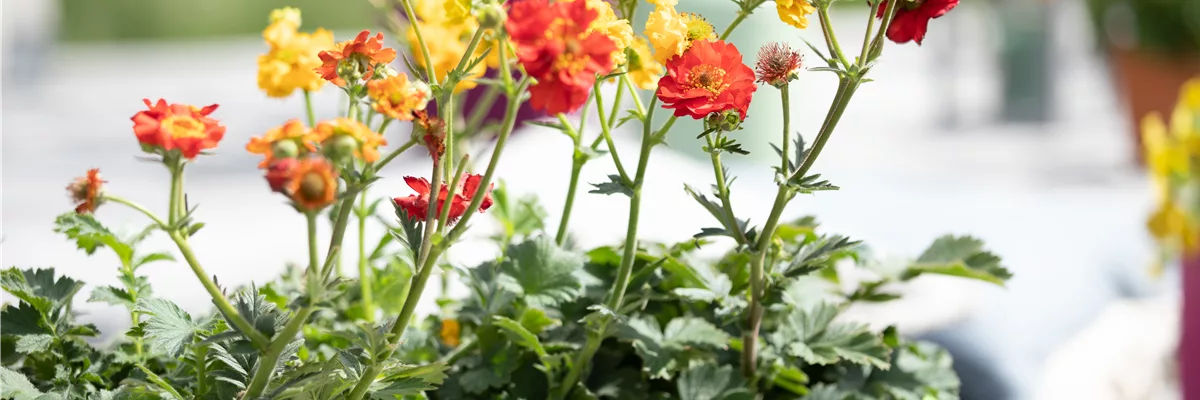 Geum