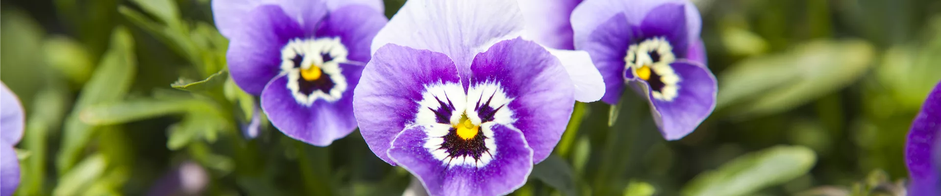 Viola cornuta