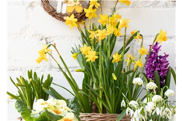 FRüHLINGSGEFüHLE AUS DER ZWIEBEL!