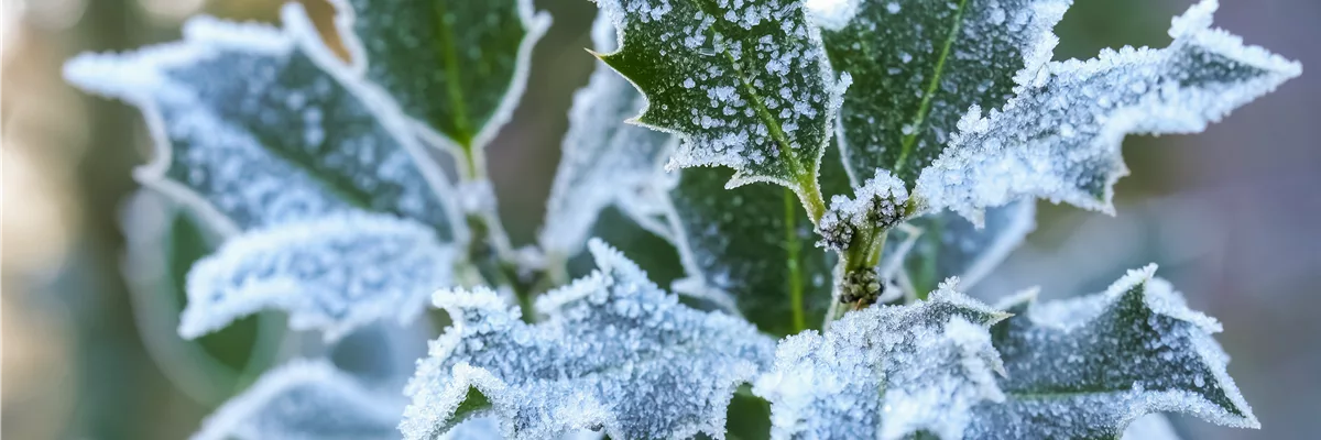 Pflanze des Monats Dezember: Stechpalme