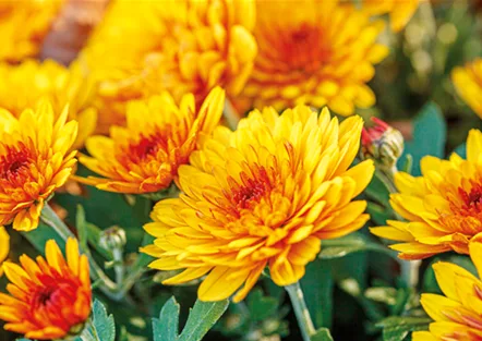 Chrysantheme
