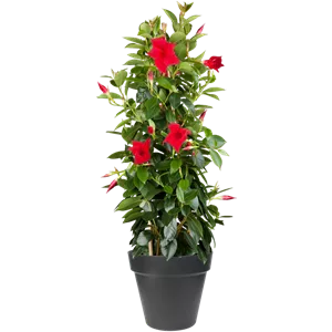 PFLANZE DES MONATS APRIL: DIPLADENIE