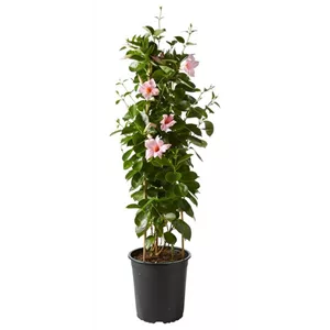 PFLANZE DES MONATS APRIL: DIPLADENIE