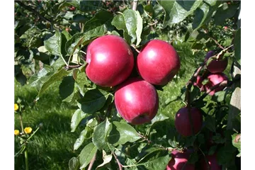 PFLANZEN FüR EIN STARKES IMMUNSYSTEM