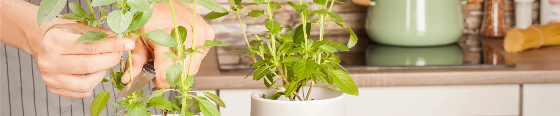 Kräuterküche mit Person