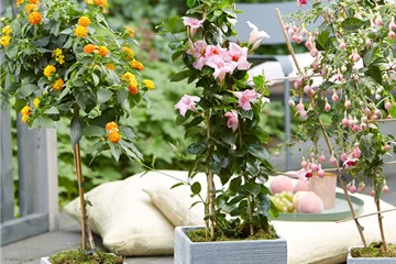 Kübelpflanzen Kübelpflanzen