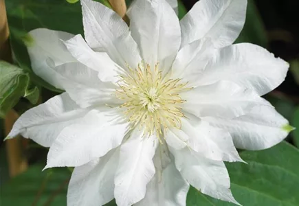 ZIERGARTEN ZIERGARTEN