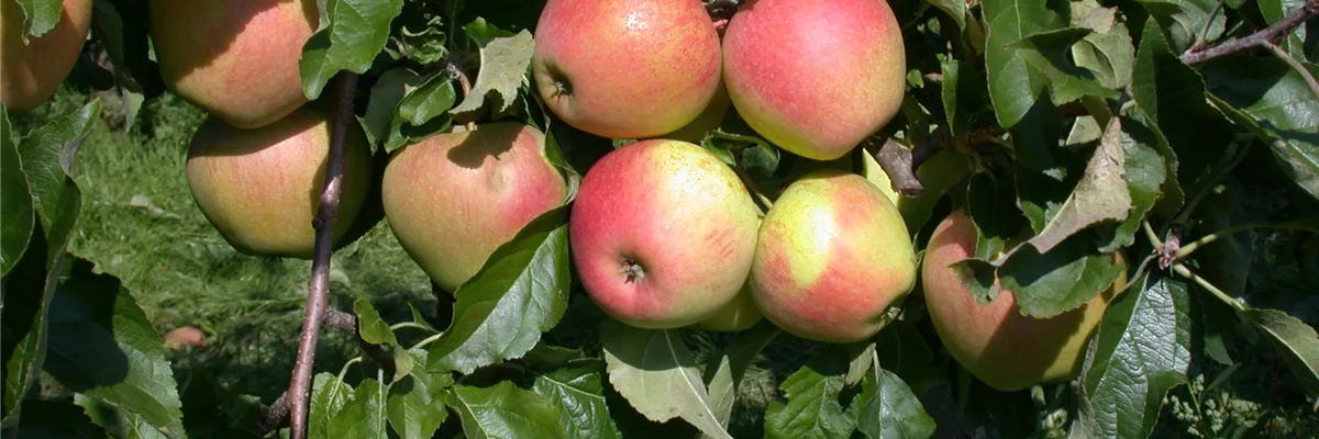 Malus domestica 'Pinova'(s)