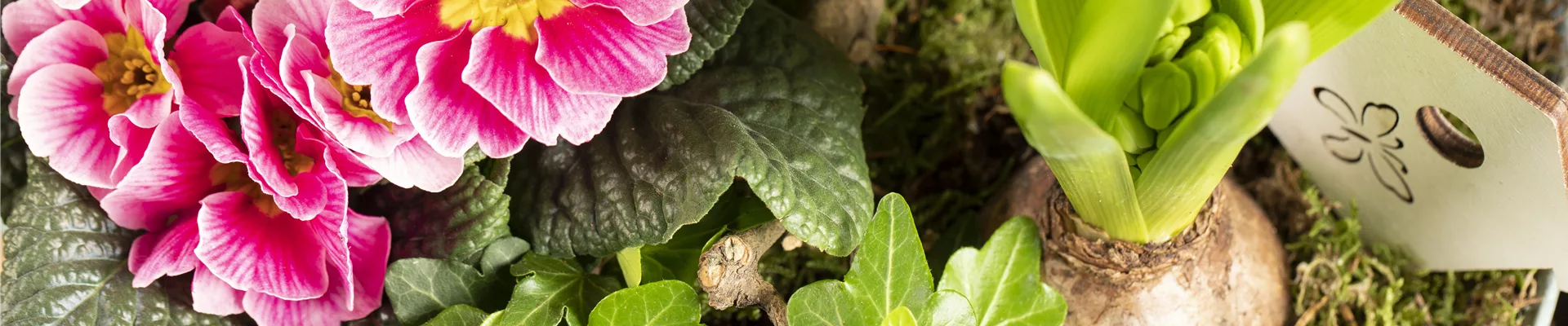 Arrangement mit Primel, Efeu und Hyazinthe