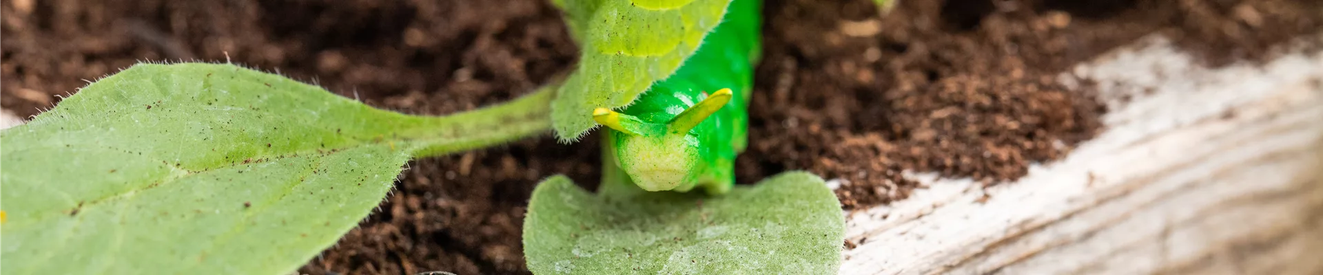 Raupe in Hochbeet