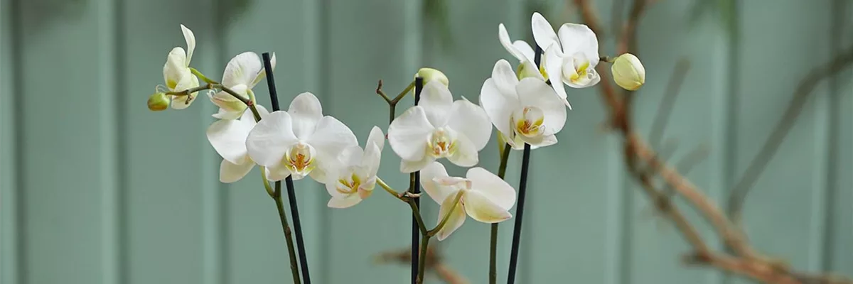 MODERNE WEIHNACHTEN! 