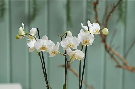 MODERNE WEIHNACHTEN! 