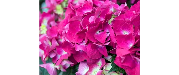 PFLANZE DES MONATS MÄRZ: ZIMMER-HORTENSIE