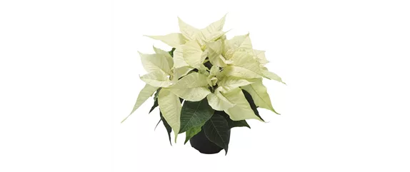 KLASSISCHE WEIHNACHTEN!