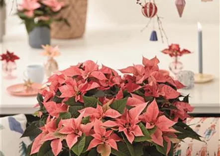 KLASSISCHE WEIHNACHTEN!