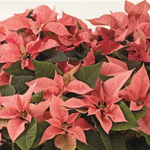 KLASSISCHE WEIHNACHTEN!