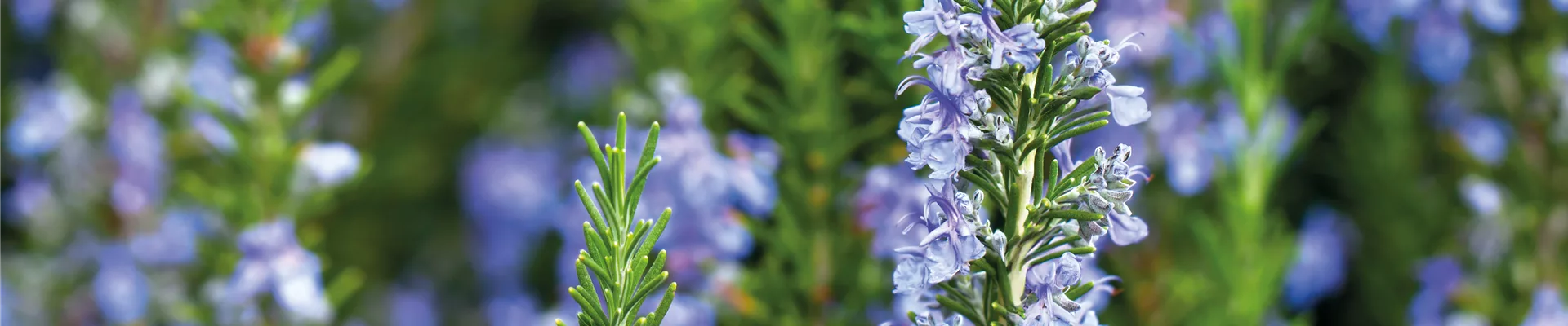 PFLANZE DER WOCHE: ROSMARIN