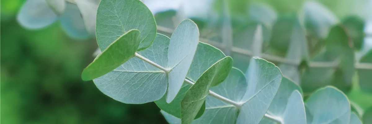 PFLANZE DES MONATS NOVEMBER: EUKALYPTUS