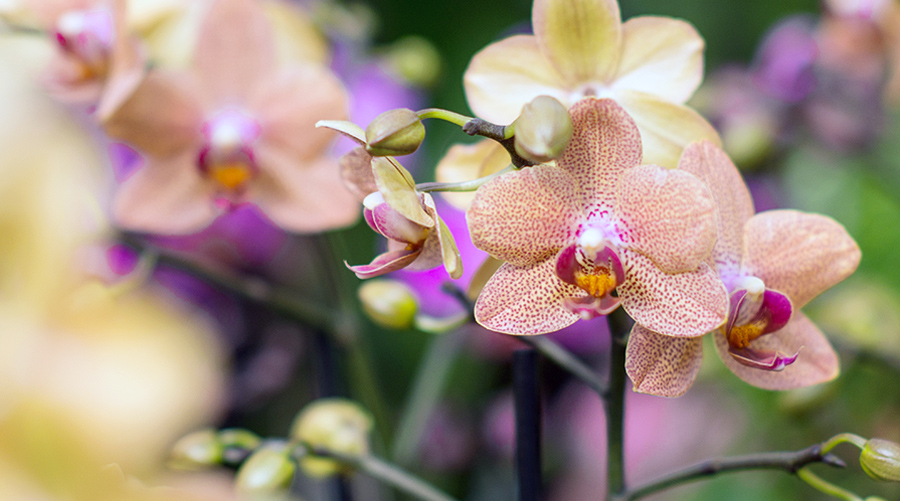 content-zimmerpflanzen-orchideen.jpg