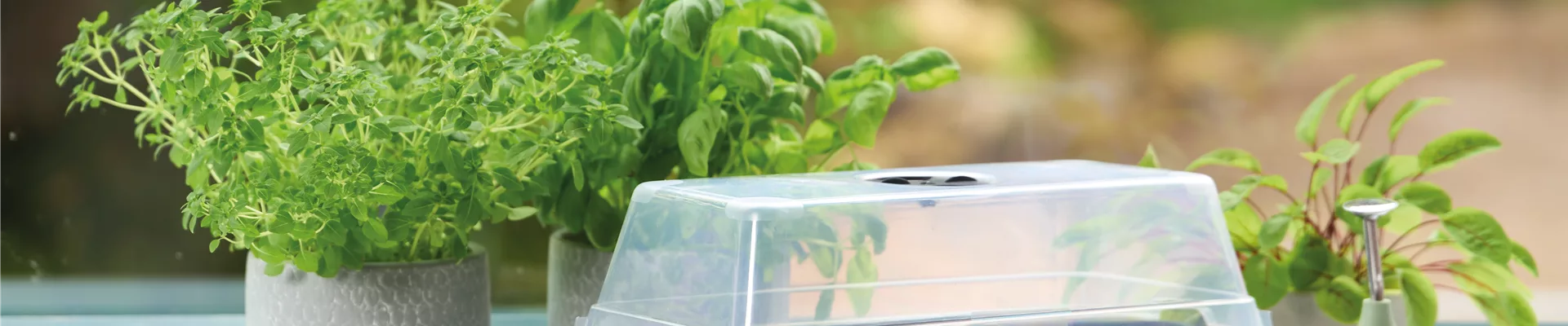 PLATZ DA AUF DER FENSTERBANK!