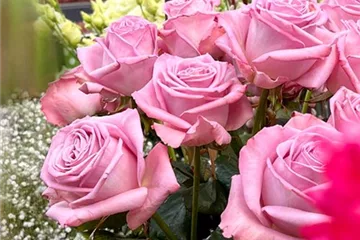 Schnittblumen Schnittblumen