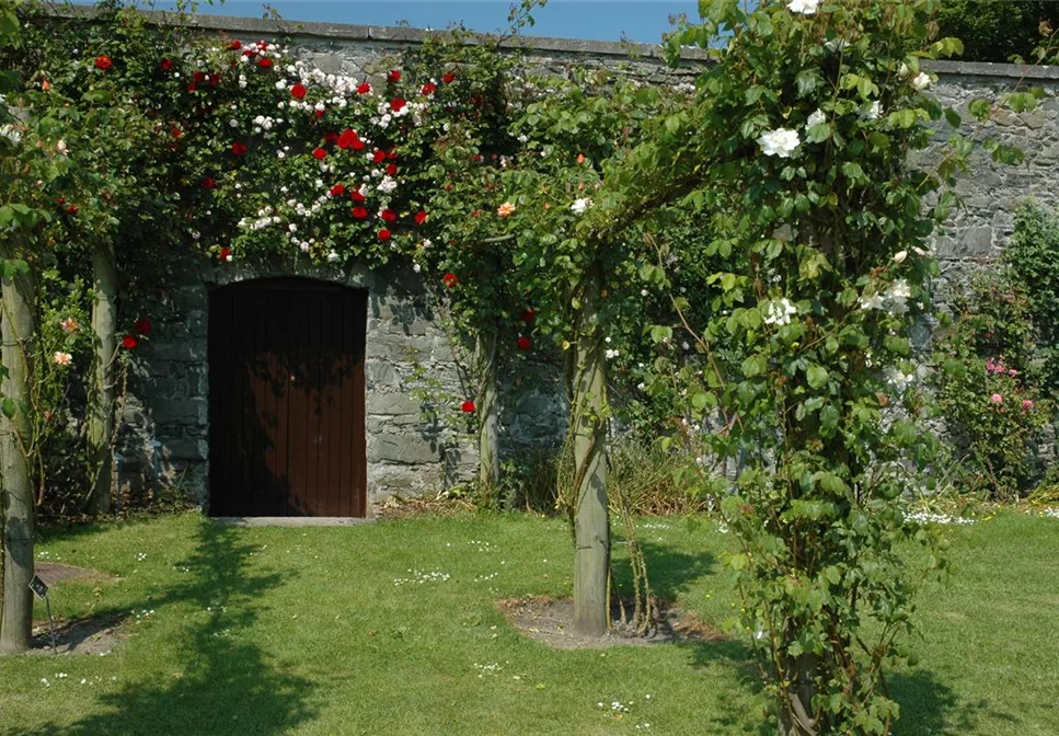 AUF ROSEN GEBETTET! AUF ROSEN GEBETTET!