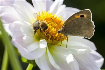 BIENEN UND SCHMETTERLINGE IM GARTEN!