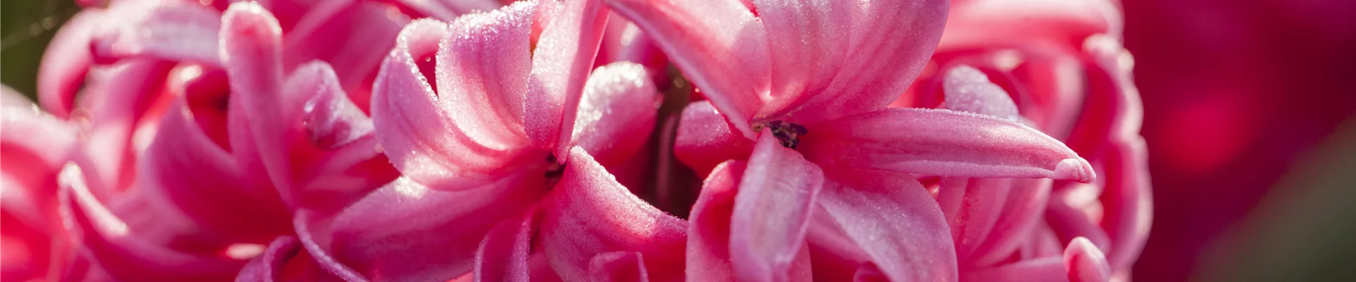 Hyacinthus orientalis 'Jan Bos'