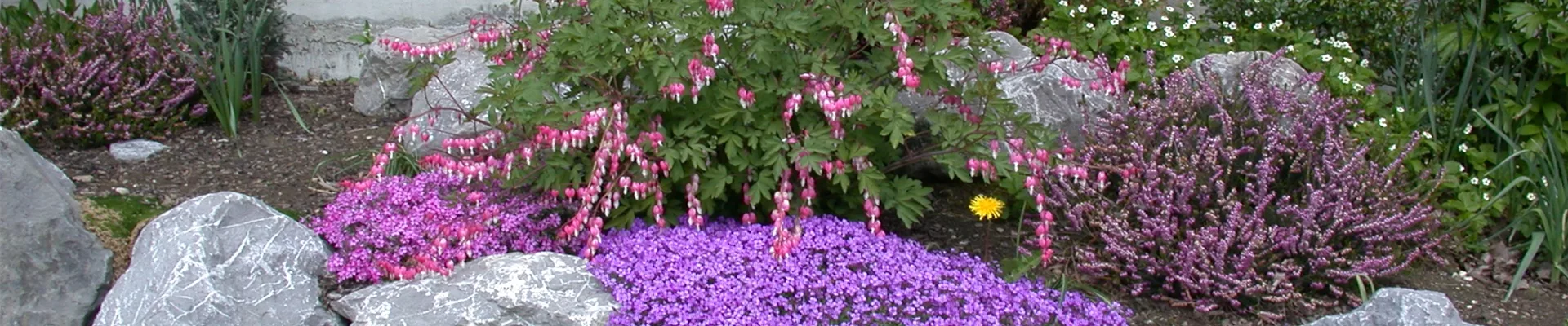 Dicentra spectabilis