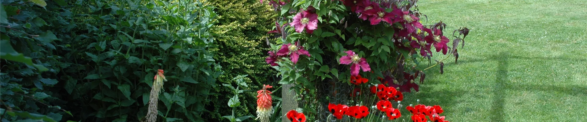 Beet mit Orientalischem Mohn und Clematis