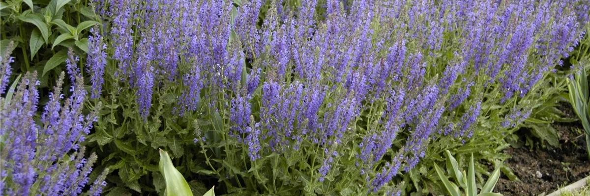 Salvia nemorosa 'Tänzerin'