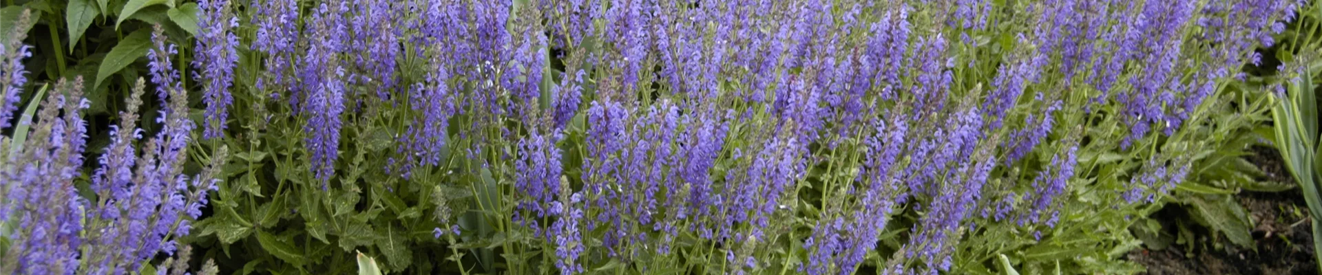 Salvia nemorosa 'Tänzerin'