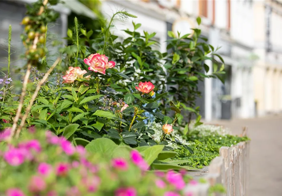 ROSEN FüR DEN KüBEL ROSEN FüR DEN KüBEL