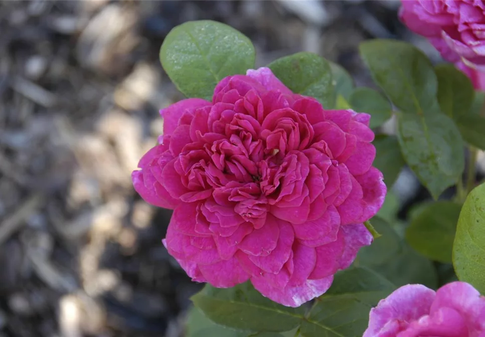 URSPRUNG & MYTHOS DER ROSE URSPRUNG & MYTHOS DER ROSE