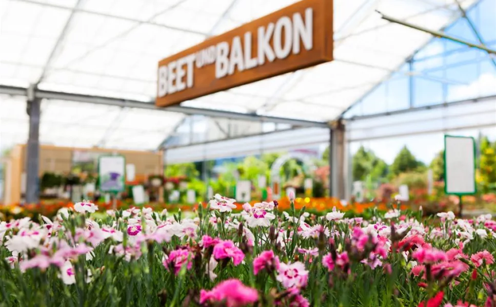 Balkonpflanzen - FÜR DIE SCHÖNSTE JAHRESZEIT! Balkonpflanzen - FÜR DIE SCHÖNSTE JAHRESZEIT!