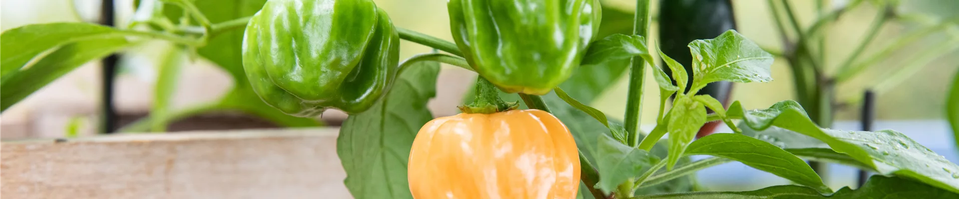 Upcycling - Gemüsebeet