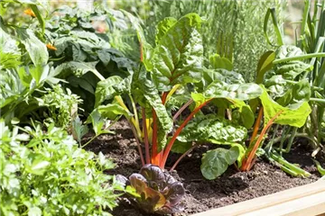 Kräuter & Gemüse Kräuter & Gemüse