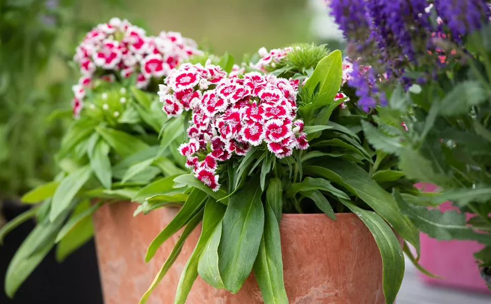 Pflanzideen - Besondere Arrangements Pflanzideen - Besondere Arrangements