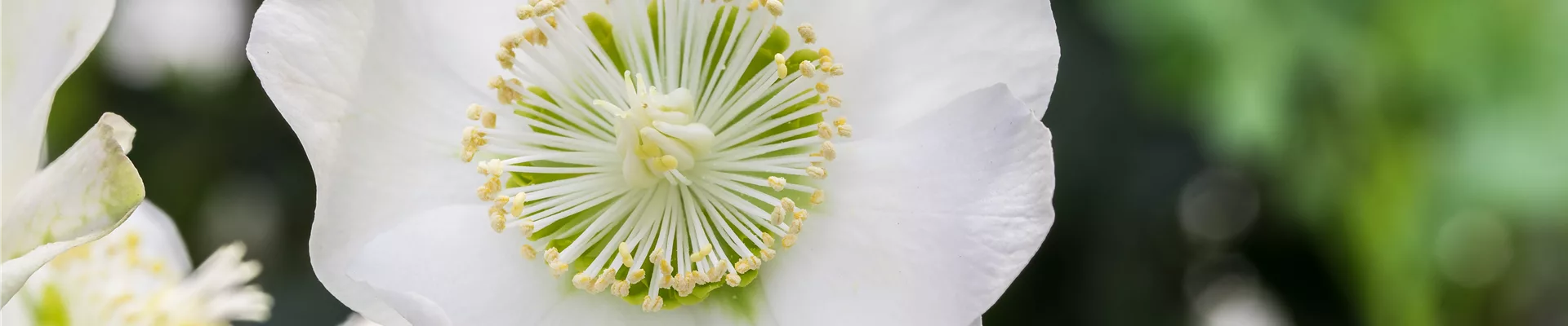 Helleborus x ericsmithii