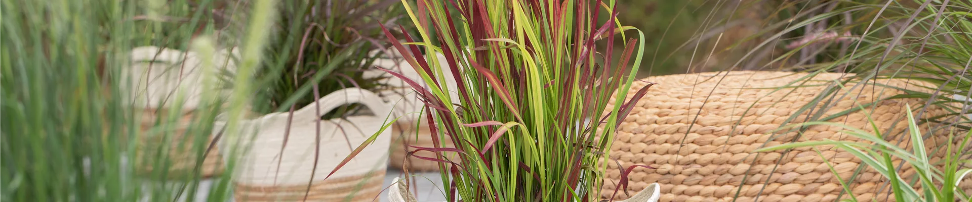Imperata cylindrica 'Red Baron'