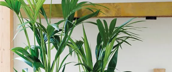 TIERFREUNDLICHE PFLANZEN FüR ALLE FELLNASEN!