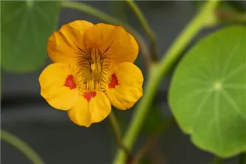 ESSBARE BLüTEN!