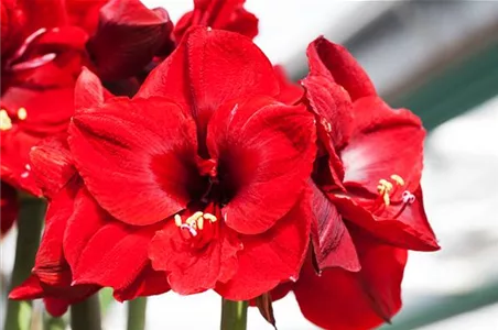 AMARYLLIS