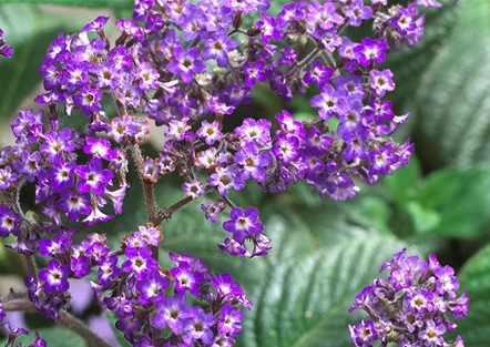 Vanilleblume