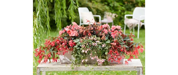 IM TREND: BALKON!