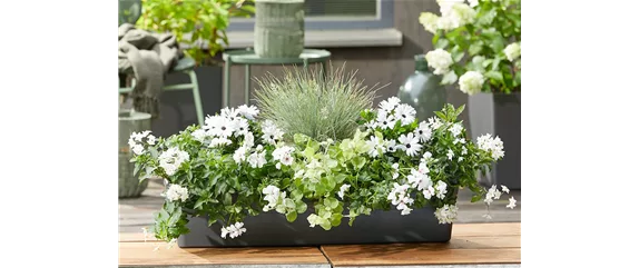 IM TREND: BALKON!